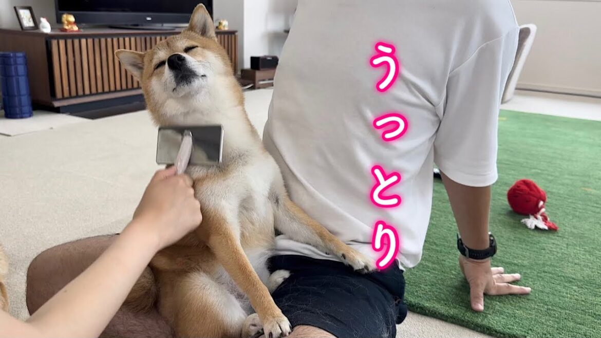 パパの膝の上と愛用のブラシでこの上ない幸せを感じる柴犬が可愛い
