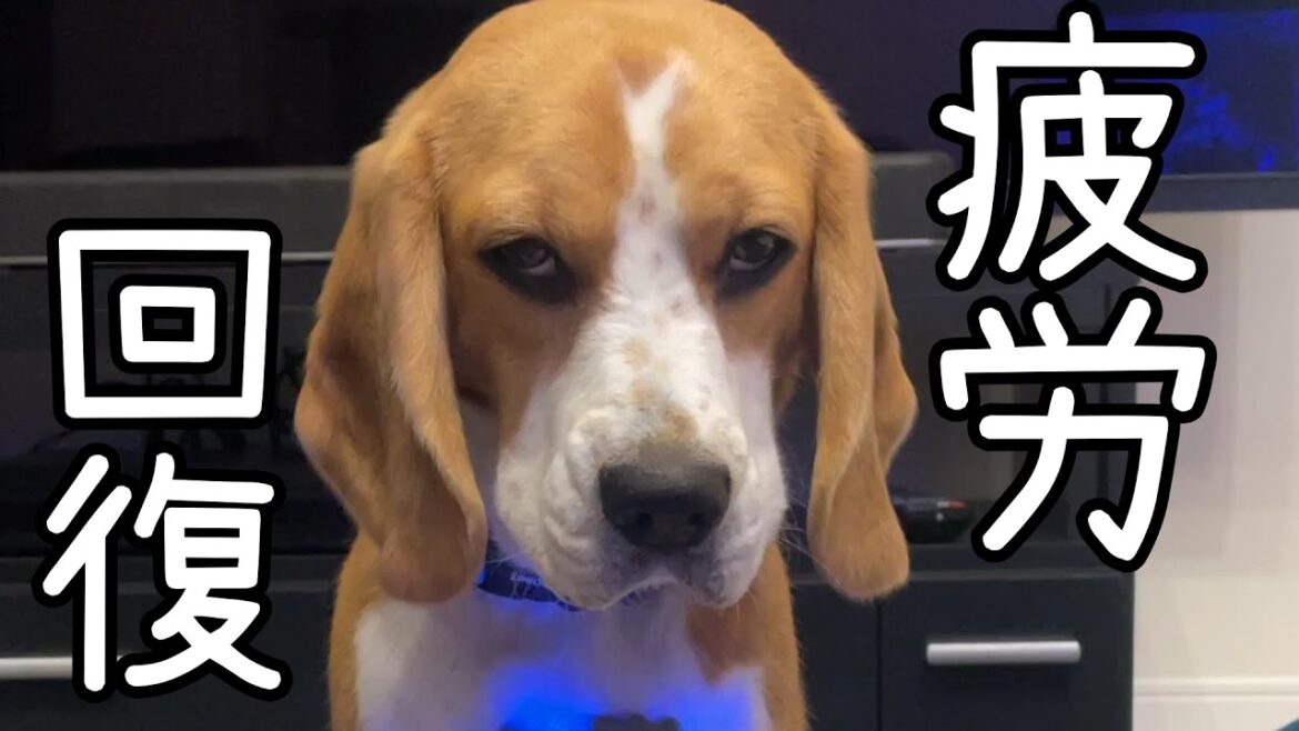 飼い主を癒してあげて疲れたので マッサージを要望してくる犬様