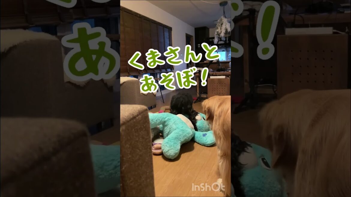 眠い弟を遊びに誘い出す兄犬 #ルッちん　#るこる君
