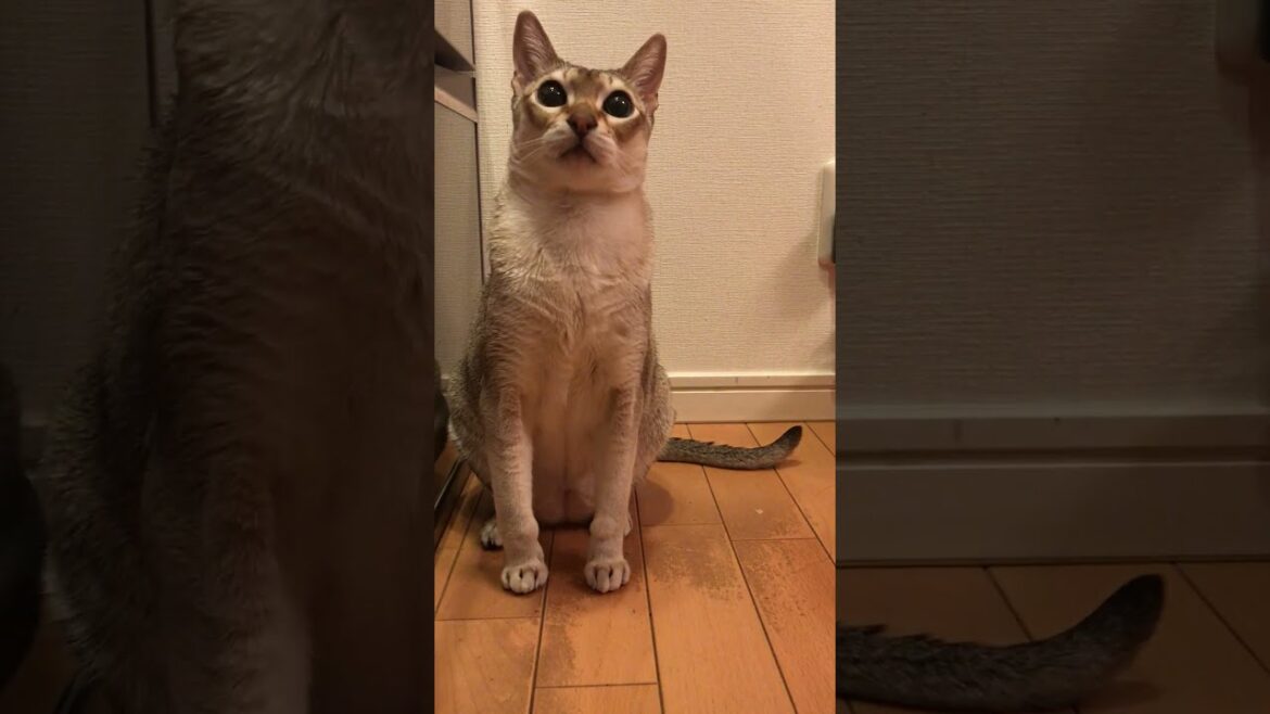 おめめをまん丸にしてご飯待ちをするシンガプーラとうろつくたぬき猫なのにゃ♪