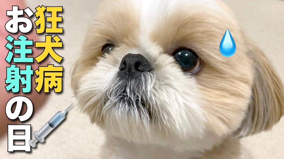【シーズー】狂犬病お注射の日と、うちの子たちの体調お知らせ！シーズーとセキセイインコ【257】