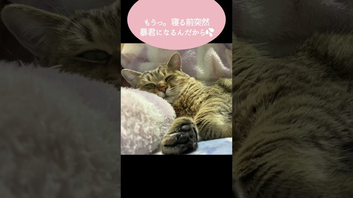 家猫歴1ヶ月…寝る時間を覚えた元野良猫はこうなる #shorts