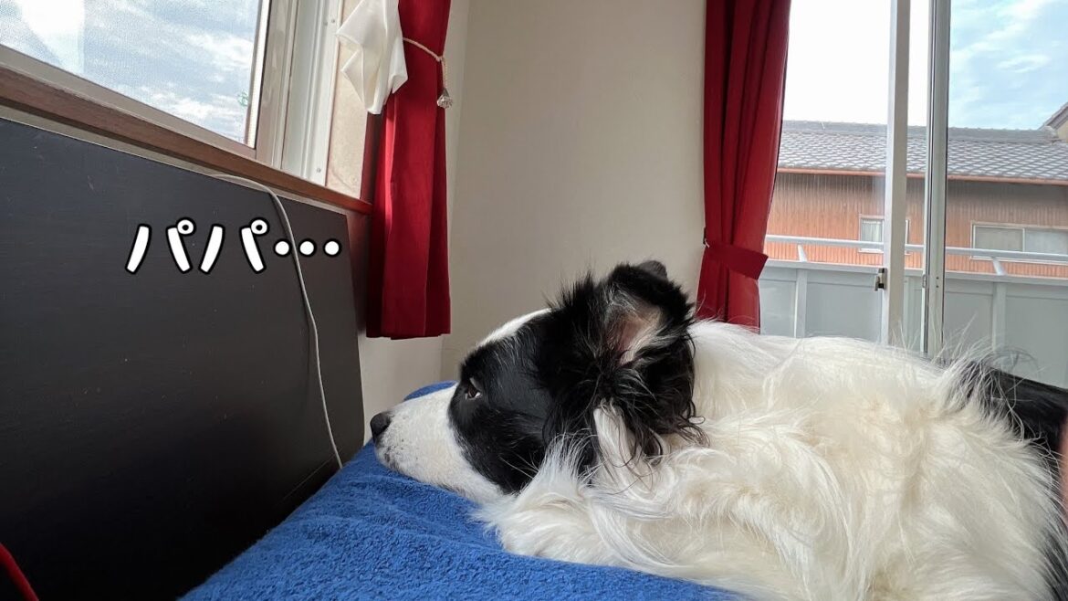 パパがいない夜のソラの様子 #ボーダーコリー #bordercollie