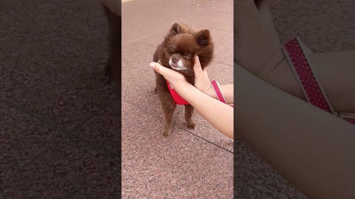 無理矢理ライオンにされるポメラニアン#犬#ポメラニアン#犬のいる暮らし#無理矢理#ライオン#癒し#可愛い#cute#dog#pomeranian#shortvideo