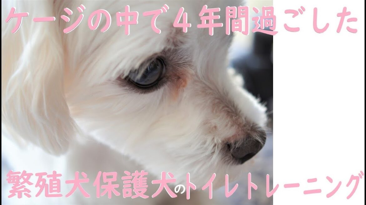 元保護犬のトイレトレーニング/私が失敗を叱らない理由/元繁殖犬マルチーズ