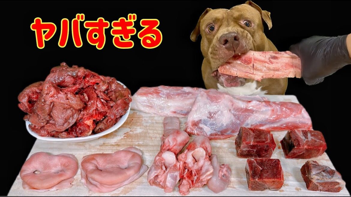 【犬のASMR】牛の肋骨をじっくり噛み砕くピットブルの咀嚼音が気持ちいい