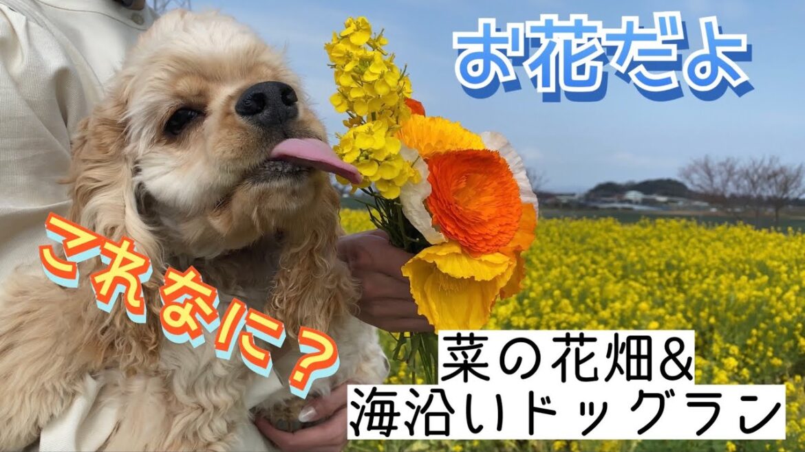 【春満喫】菜の花畑で大興奮なアメリカンコッカースパニエルの子犬