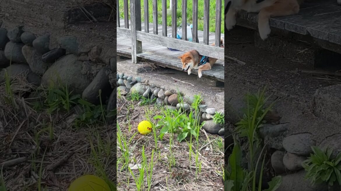 大好きなボールを柵の外に落とした柴犬てぃーだ、したたかに代替案を見つけ出す