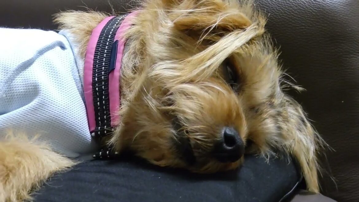 【ノーフォークテリア】眠くなる動画