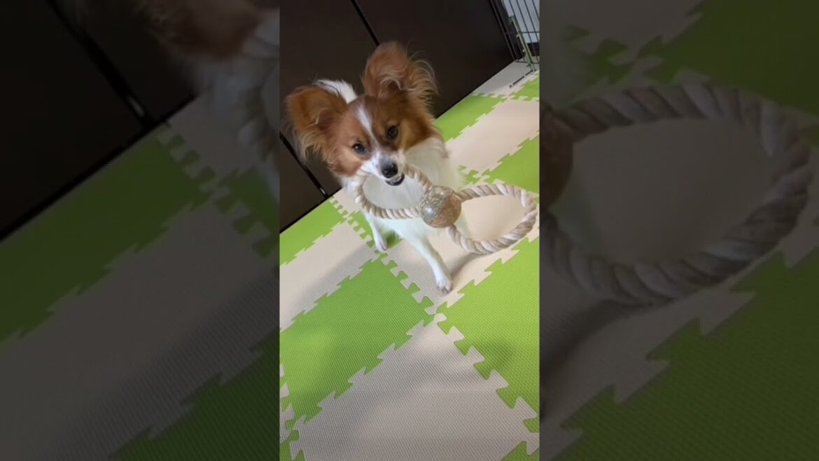 愛犬パピコとの時間は大切です❤︎#パピヨン #short#47