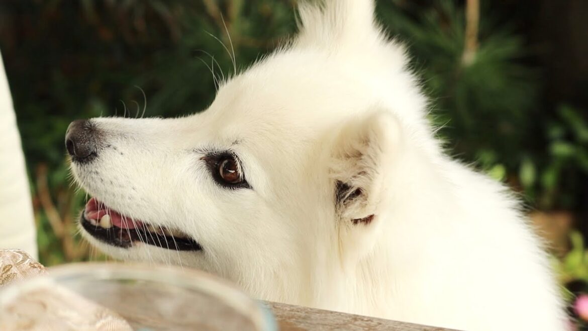 愛犬と休日ランチ💕 犬も人になれたらいいのにね🐶