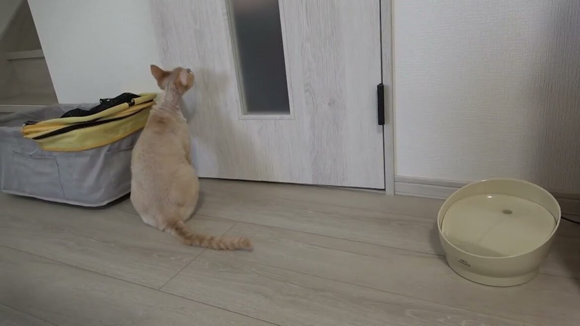 お出迎えするデボンレックス猫(Devon Rex cat meeting me at the door)