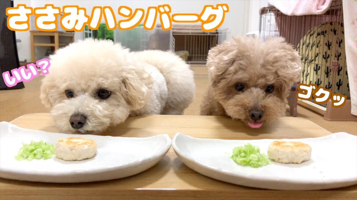 愛犬にハンバーグ定食を作ったら喜びで過去一の回転を見せた♪