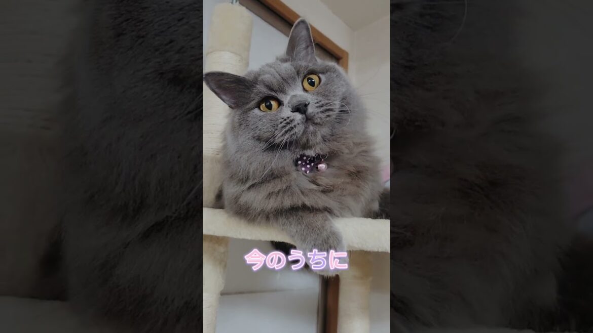 こう思ってるに違いない【サイベリアン・キキのKIKICHANNEL】#shorts #サイベリアン #猫