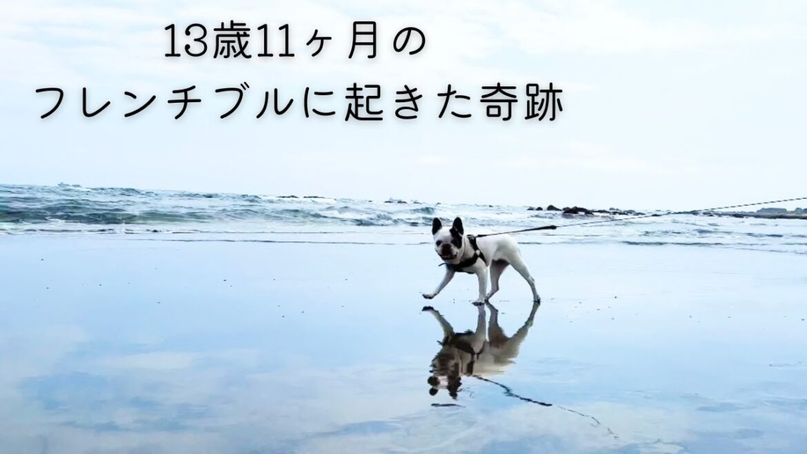 飼い主を怖がり、笑顔を失ってしまった愛犬を旅行に連れて行ったら奇跡が起きた。第１話　フレンチブルドッグ