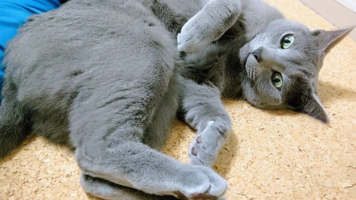 【猫動画】遅く帰宅した嫁にくっつくロシアンブルー【russianbule】Russian blue clings to owner who came home late