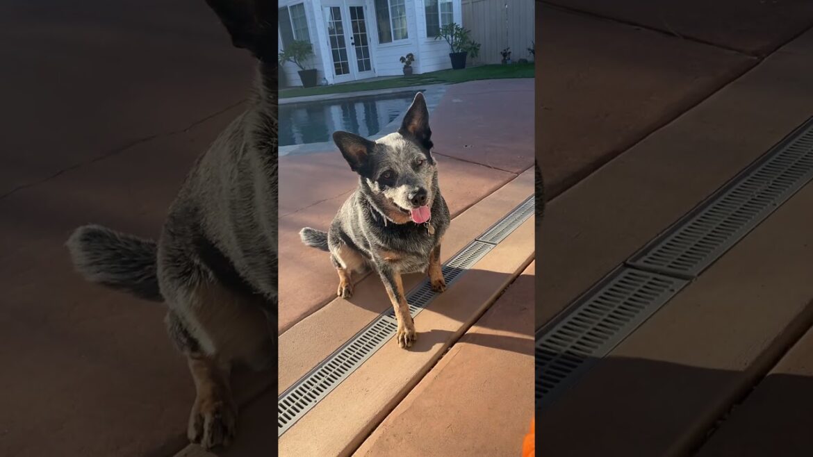 Gotta love this little mate!! #shorts #animals #heeler