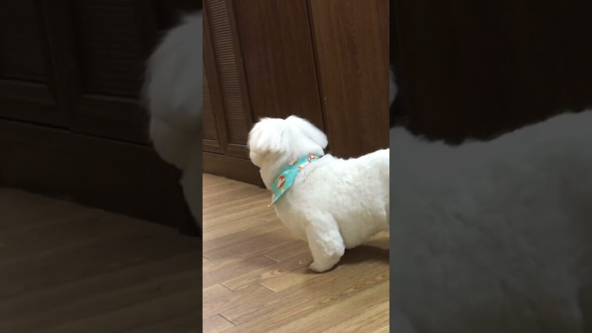 トリミング行ってきたよ♪ #ペキニーズ犬  #dog