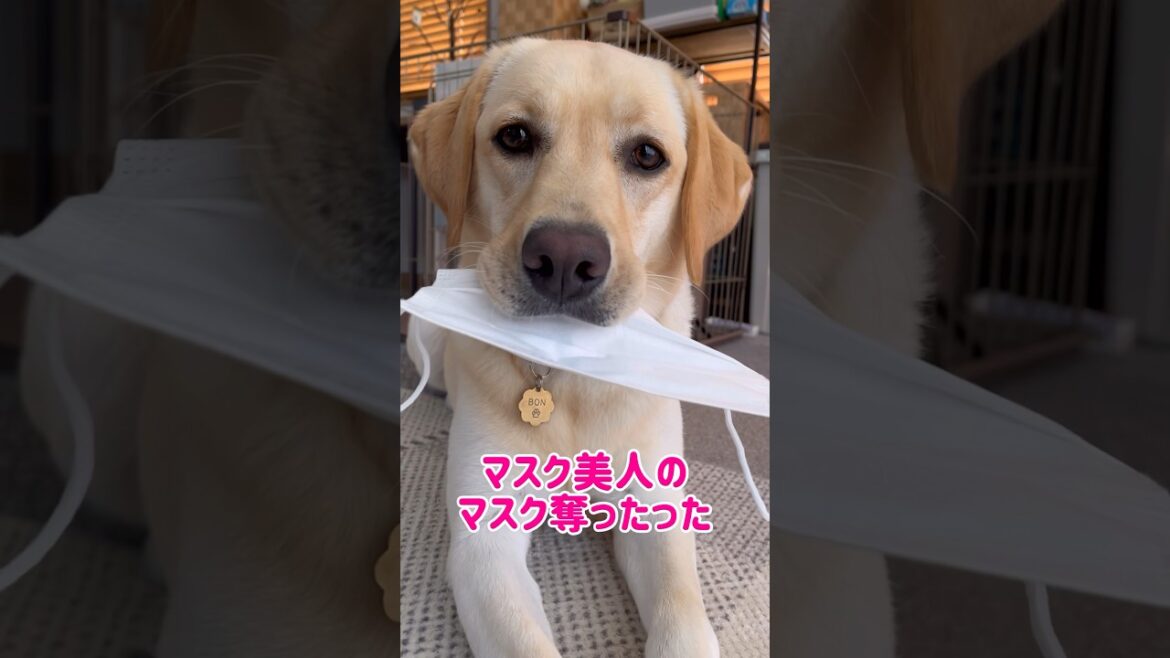 マスク美人のマスク奪ったった♡#shorts #labradorretriever #大型犬 #ラブラドールレトリーバー #dog