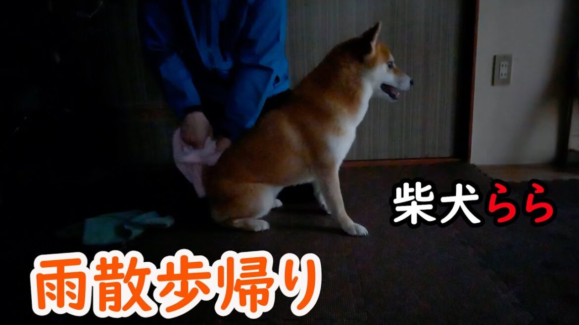 雨散歩帰り