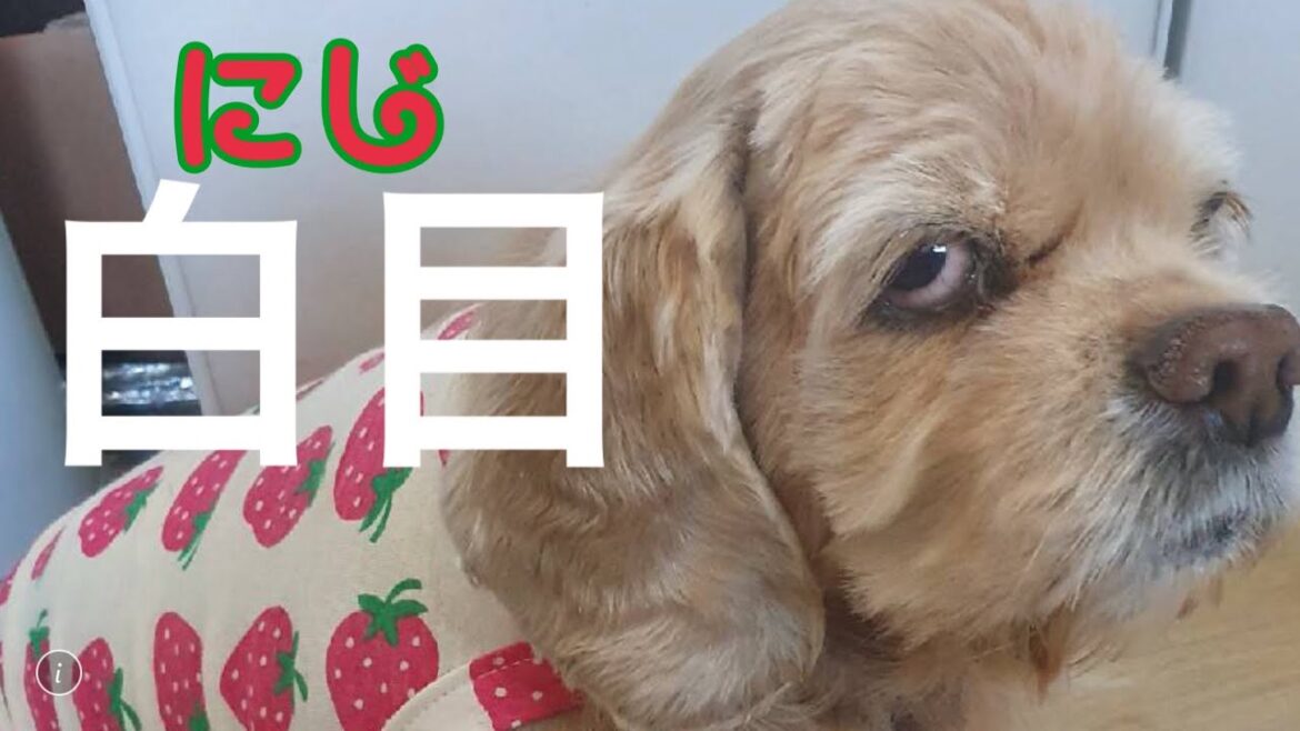 アメリカンコッカースパニエル犬にじ、おやつ編 美味しすぎて面白いワンちゃん、癒し犬