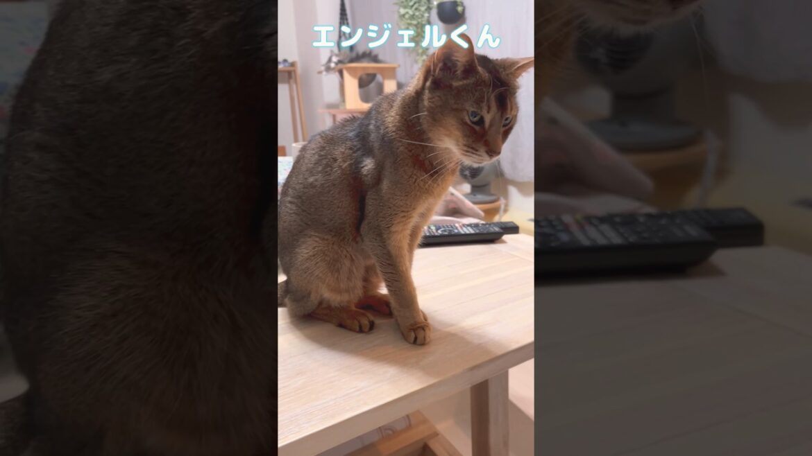 まな猫19歳 #shorts #猫動画 #アビシニアン #cat #まな猫