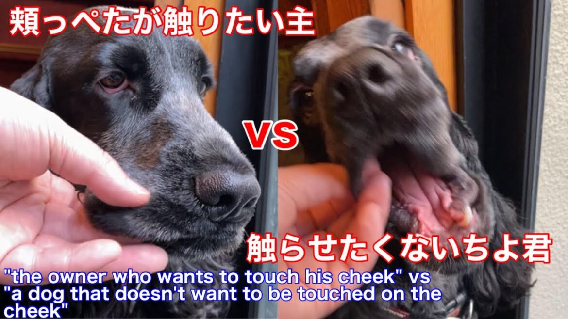 【ショート動画】ひたすら頬っぺたを触られるイングリッシュコッカースパニエル【ちよ君】癒し  #Shorts