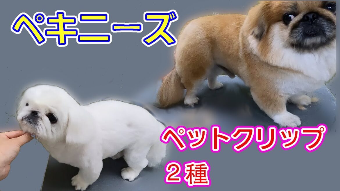 #80 【ペキニーズ】ペットクリップ２パターン