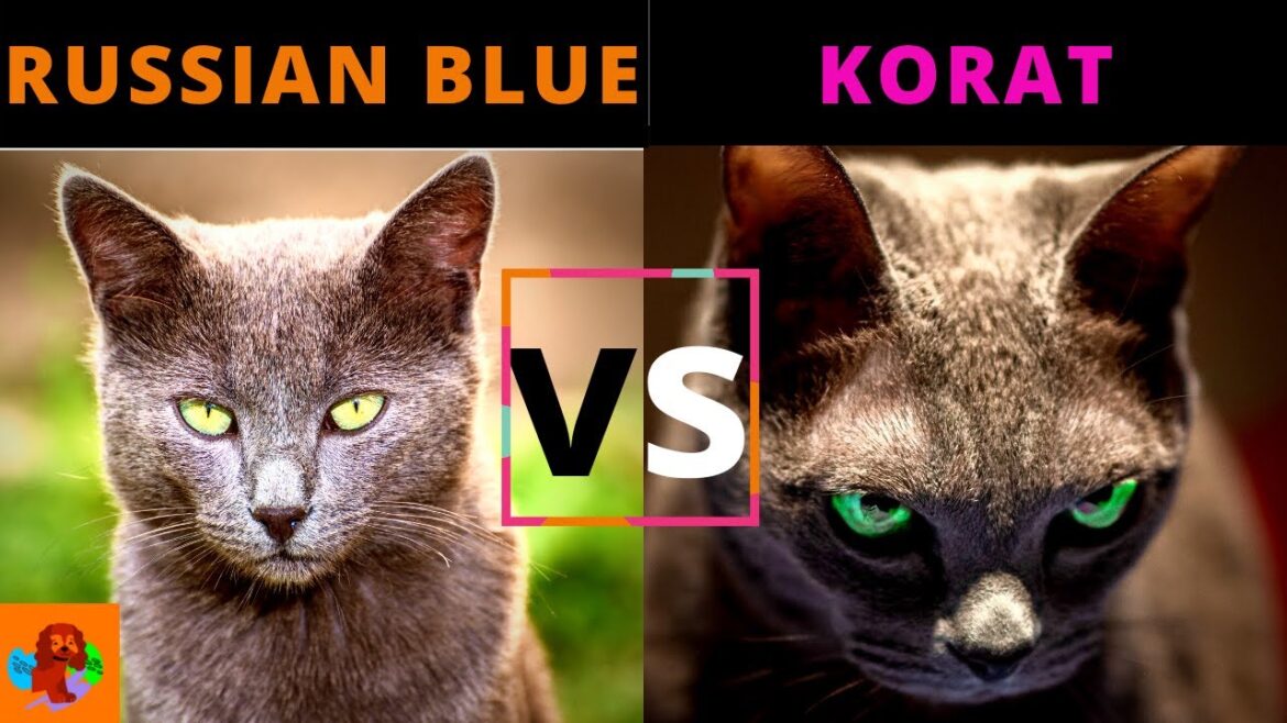 RUSSIAN BLUE CAT VS KORAT CAT (Breed Comparison) Which One Should You Choose? RUSSIAN BLUE CAT VS KORAT CAT (Breed Comparison) Which One Should You Choose?