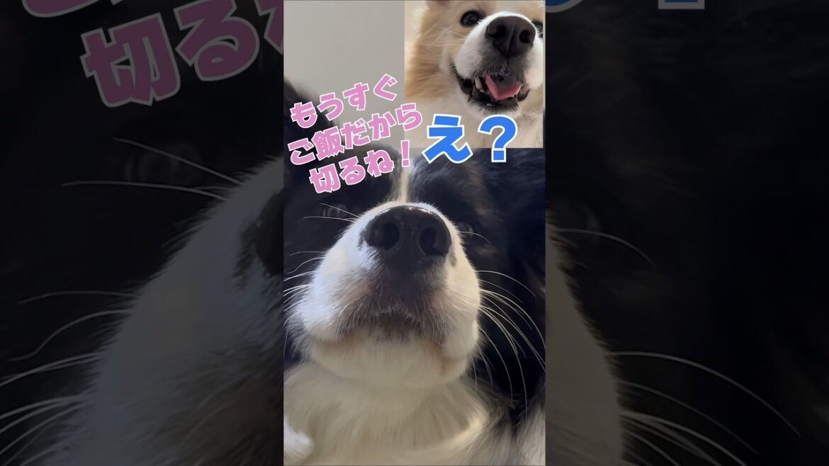 テレビ電話で彼女をデートに誘う犬【ボーダーコリー・ゴールデンレトリバー】#shorts　@koyukitoheim
