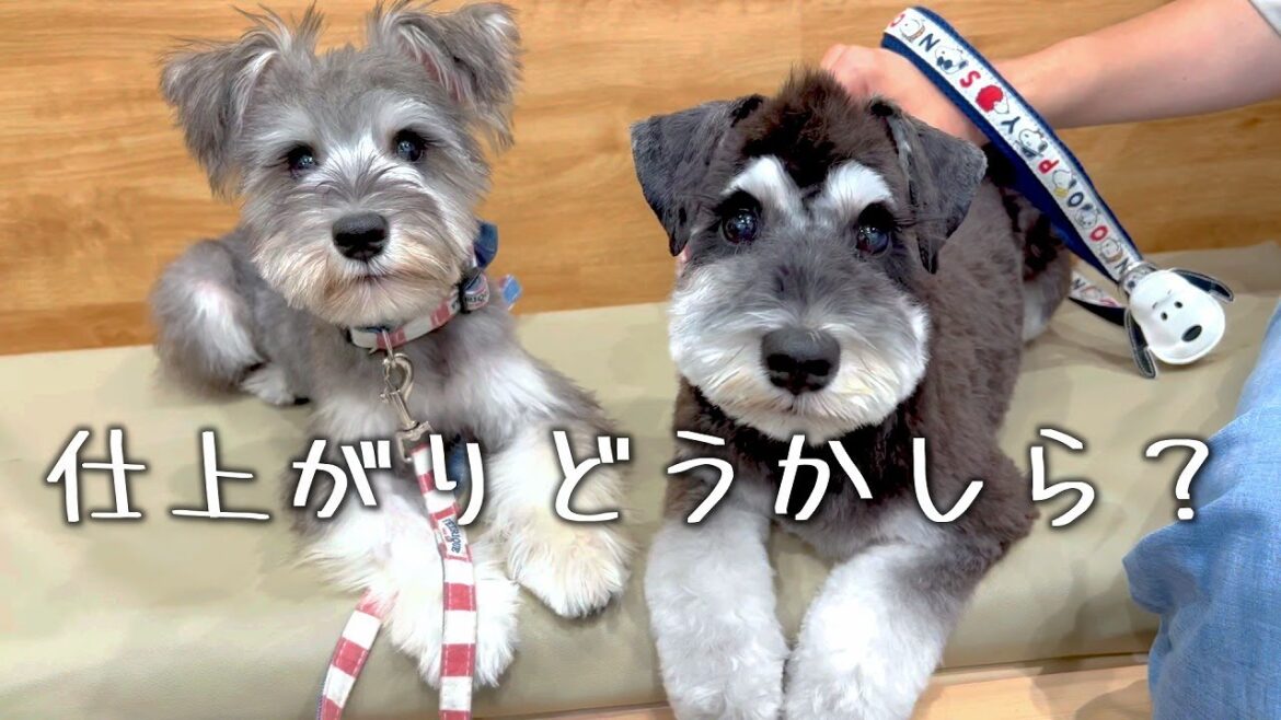 【初トリミング】で別犬になった子犬シュナウザー【ミニチュアシュナウザー兄妹】【多頭飼い】 【初トリミング】で別犬になった子犬シュナウザー【ミニチュアシュナウザー兄妹】【多頭飼い】