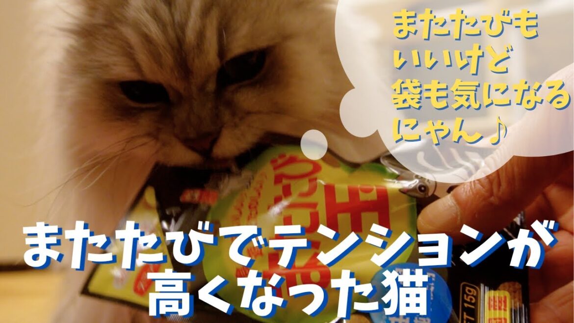 またたびでテンションが高くなった猫|ラガマフィンのラガさん またたびでテンションが高くなった猫|ラガマフィンのラガさん