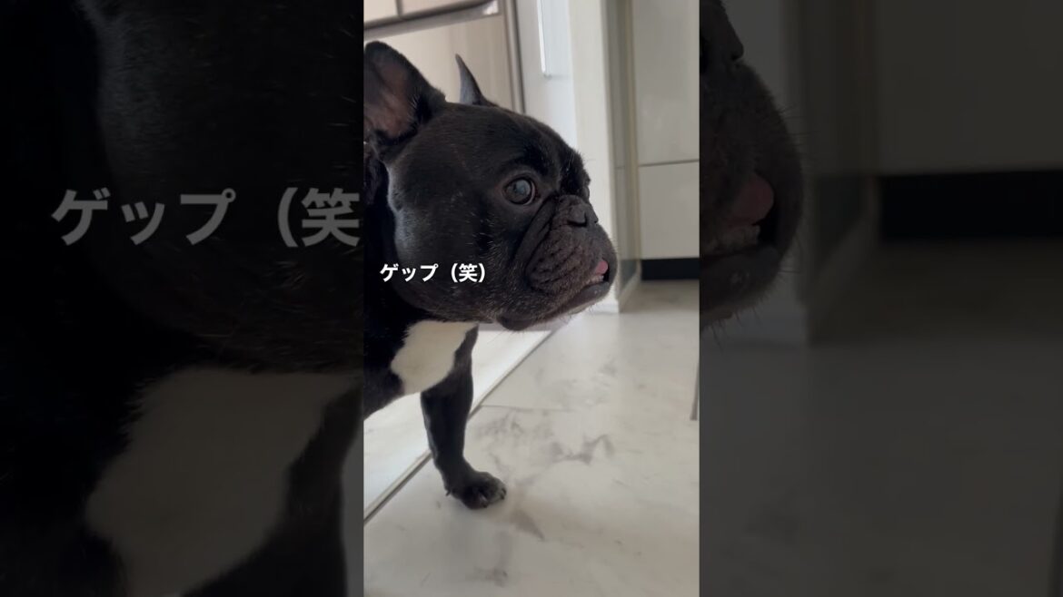 宅配便のインターホンに吠えてブチ切れのフレンチブルドッグ #Shorts