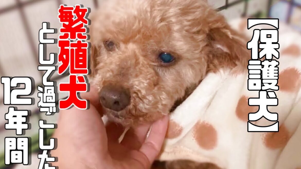 長いですか?短いですか?保護犬トイプードルに残された時間は・・「vol 286」 長いですか?短いですか?保護犬トイプードルに残された時間は・・「vol 286」
