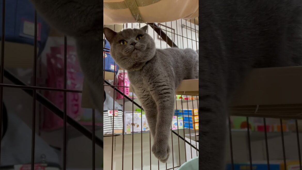 これぞ猫‼︎な反応をくれるブリティッシュ・ショートヘアちゃん　中野店