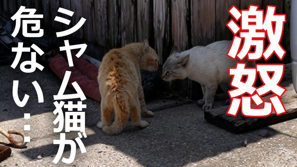 【激怒】シャム猫が危ない!その理由が… 【激怒】シャム猫が危ない!その理由が…