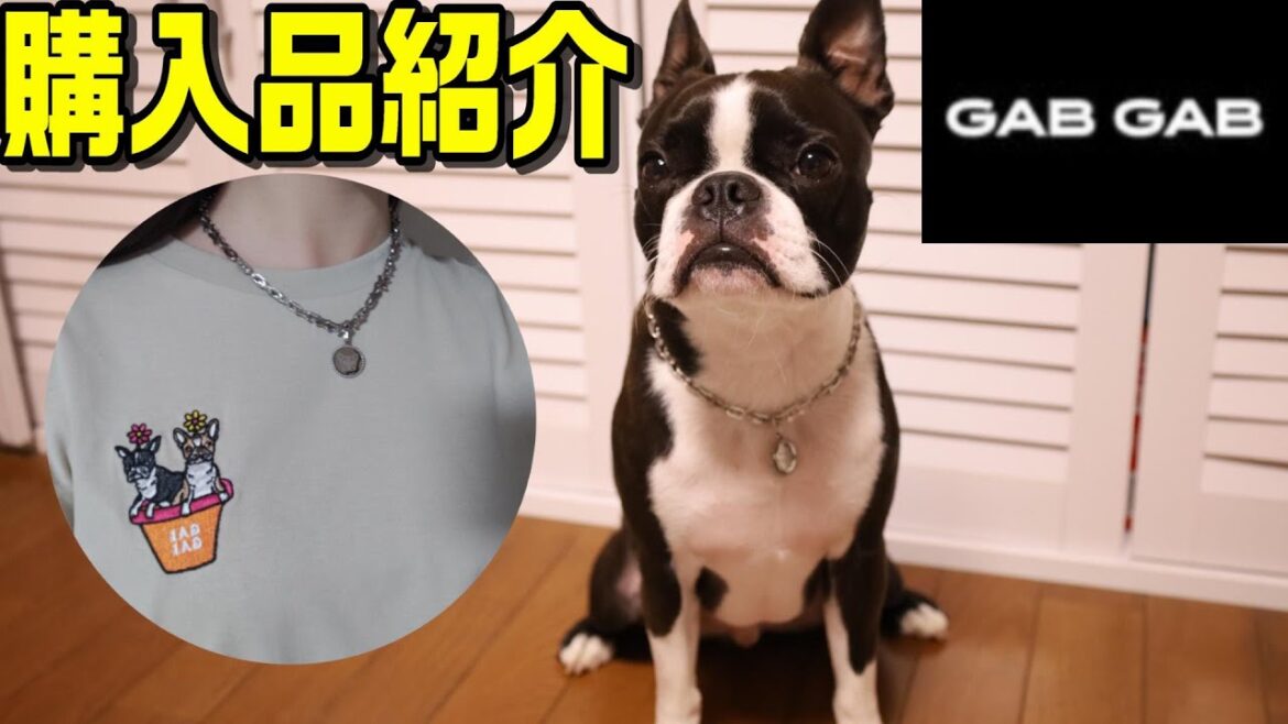 【GAB GAB】ここにもボストンテリア発見！