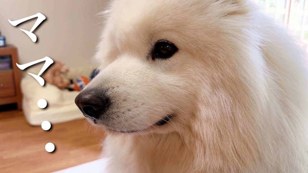 サニー悲しみの極み。サモエドが悲しくて泣くとこうなってしまいます/samoyed