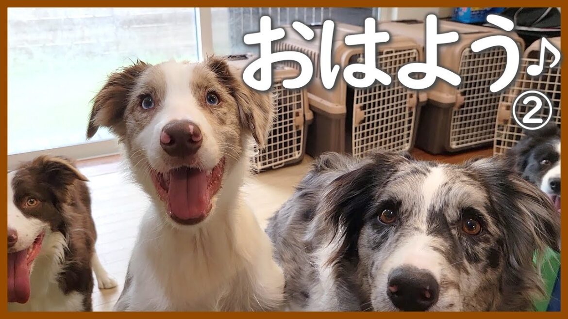ボーダーコリー6頭とママのモーニングルーティン♪ ボーダーコリー6頭とママのモーニングルーティン♪