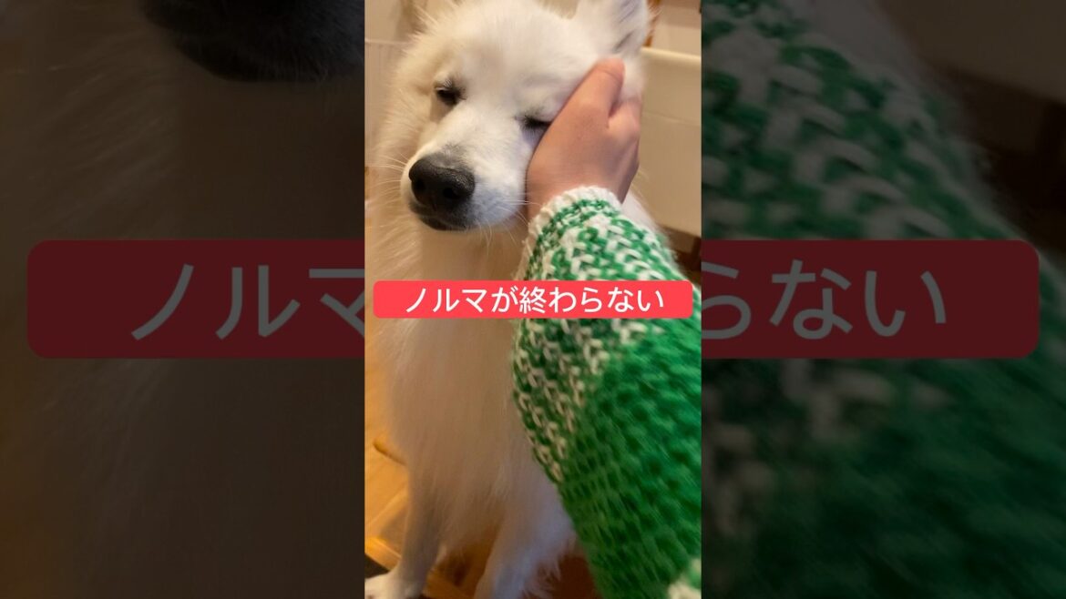 なでなでされてるのに何処となく偉そうなわんこ　#shorts #日本スピッツ