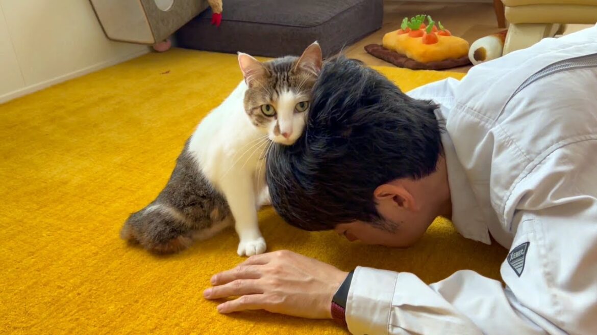 大好きなパパが倒れたら心配する？猫エースの反応