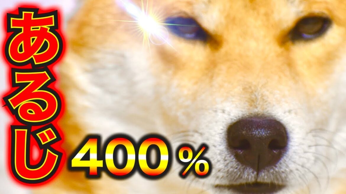 謎の実験を考える柴犬こむぎ【あるじのステップ】三浦半島ジブリ