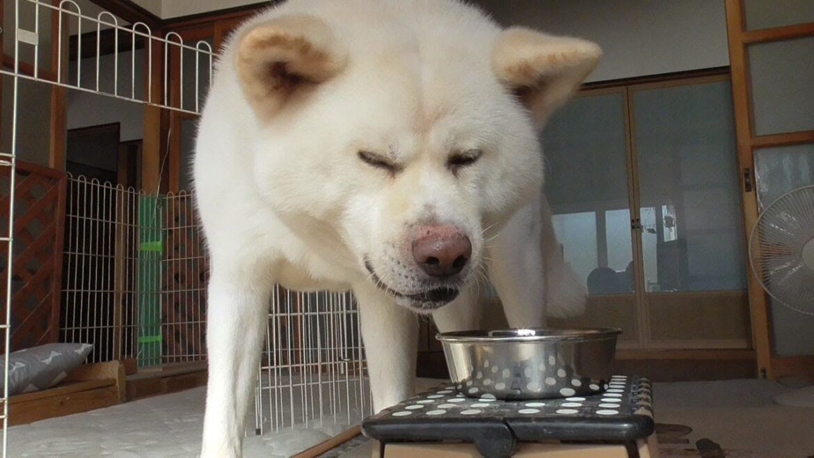 【秋田犬ゆうき】暑い一日を乗り切るには朝が大事なので用意された食事はしっかり食べきる【akita dog】