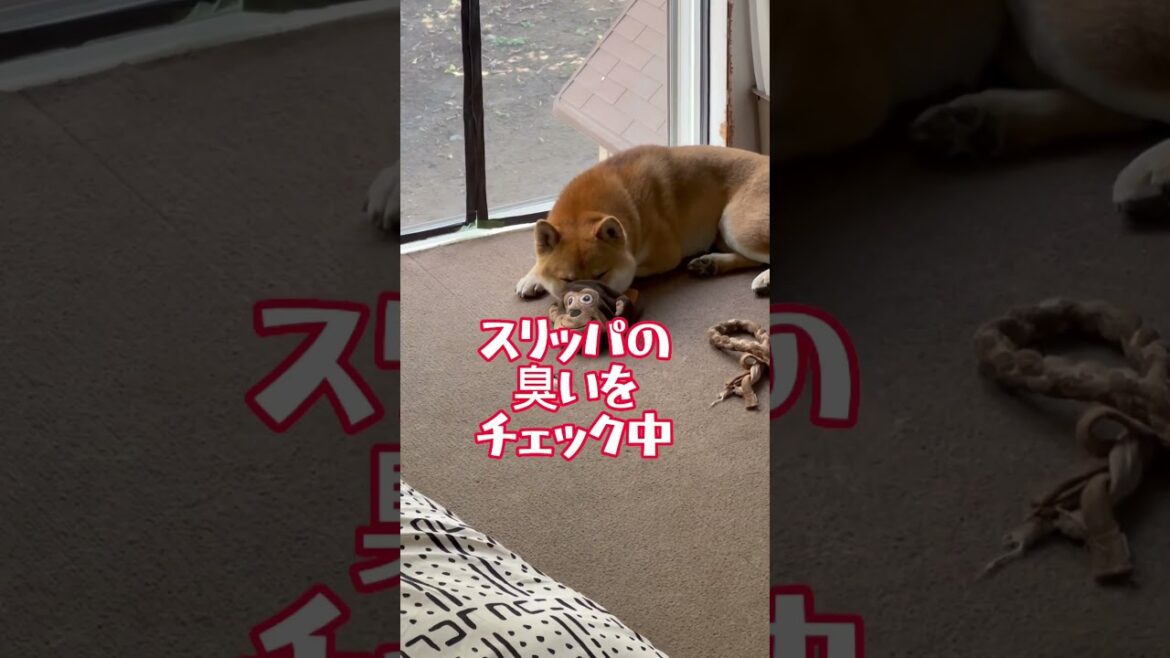 スリッパの臭いチェック中。結果は？#柴犬