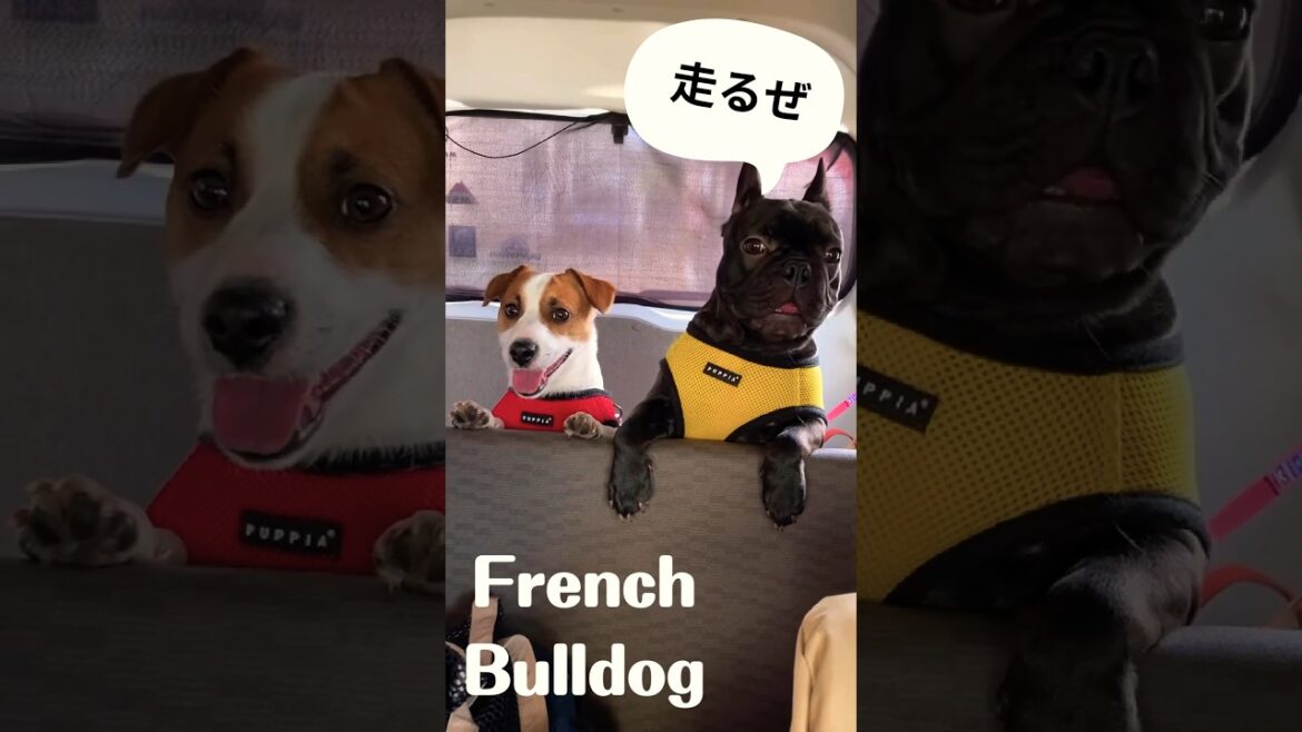 運動神経抜群(ブヒ)子犬とジャックラッセルテリア　awesome puppy run #shorts #dog #puppy