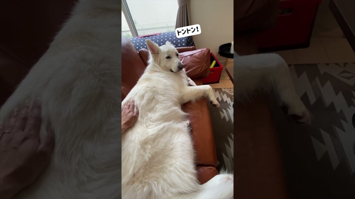 ママが帰ってきたらすぐにトントンして欲しかったホワイトシェパードのれお