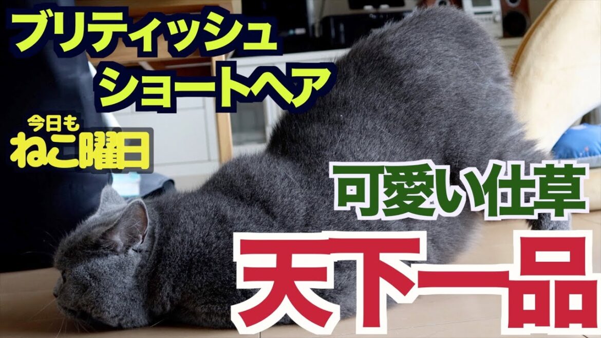 【ブリティッシュショートヘア】可愛らしさが天下一品なんです! 【ブリティッシュショートヘア】可愛らしさが天下一品なんです!