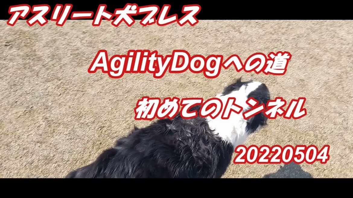 オーストラリアンシェパードの仔犬　初めてのトンネル