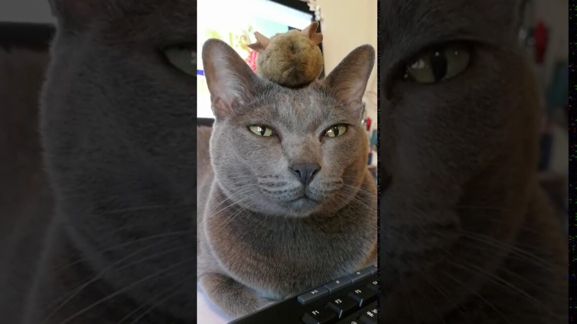 Tiki korat cat practising holding stuff on her head.  ทิกิฝึกเลี้ยงของเล่นบนหัว