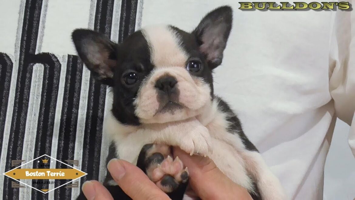 ☆ボストンテリア☆子犬☆ーブサカワ専門犬舎ーBULLDON'S